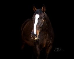 dressage horse Fritz Power H (Hanoverian, 2013, from Fürst Grandios)