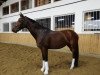 broodmare Texalee (Oldenburg, 2010, from Christ)