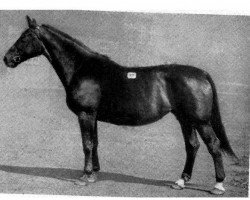 broodmare Försterhaus (Hanoverian, 1932, from Förster)