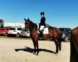 dressage horse Rubica 9 (Hanoverian, 2015, from Radisson)