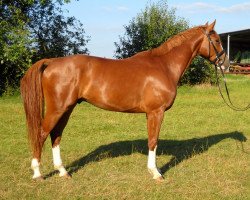 dressage horse Fasching 53 (Rhinelander, 2008, from Fürst Piccolo)