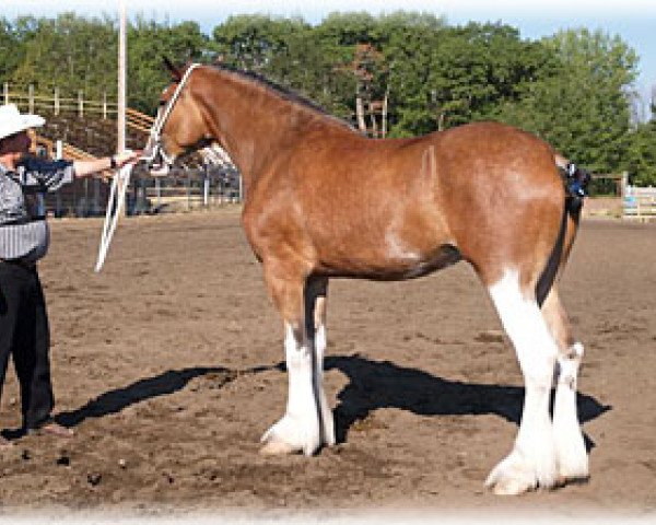 broodmare Boulder Bluff Christie (Clydesdale, 2003, from Glencairn Castle Commander)