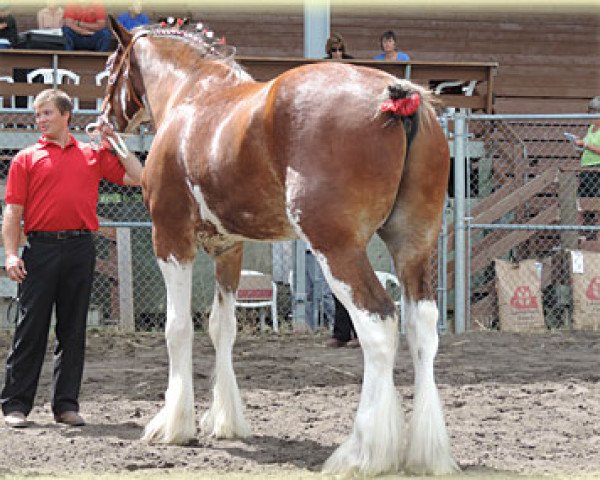 Deckhengst Boulder Bluff Chief (Clydesdale, 2008, von Hatfield Majestic)