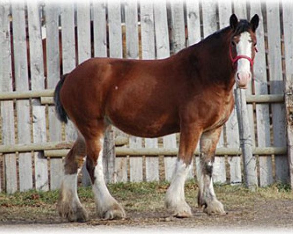 broodmare Boulder Bluff Cheyanne (Clydesdale, 2002, from Hatfield Majestic)