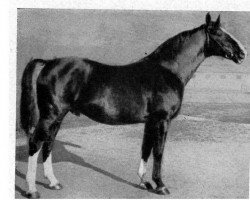 stallion Schlager II (Hanoverian, 1931, from Schorse II)