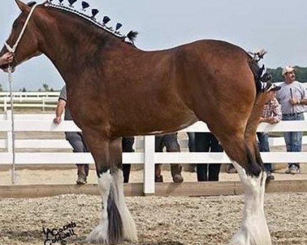 Zuchtstute Boulder Bluff Chelsey (Clydesdale, 2011, von Maple Stone Dufferin)