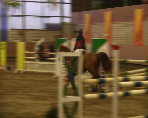 Reitturnier Hellefeld 2016