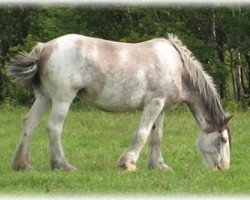 Zuchtstute Boulder Bluff Cherokee (Clydesdale, 2002, von Windy Ridge Prince Charles)