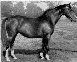 broodmare Adorata (Hanoverian,  , from Allerhand)