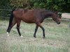 broodmare Santa Lucia SG (German Sport Horse, 2016, from Seven Up)