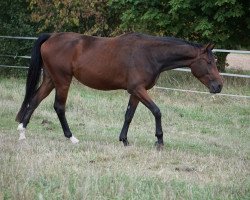 broodmare Santa Lucia SG (German Sport Horse, 2016, from Seven Up)