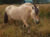 broodmare Eline van den Bosdries (Fjord Horse, 2003, from Hildar N.2513)