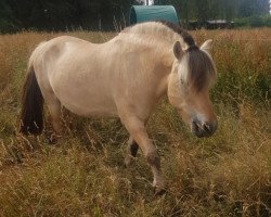 broodmare Eline van den Bosdries (Fjord Horse, 2003, from Hildar N.2513)