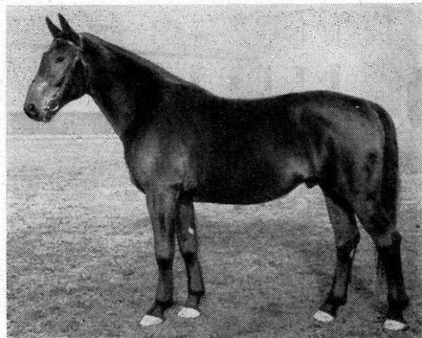 stallion Jagdflug (Hanoverian, 1942, from Journalist)
