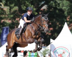 jumper Sanquina B (Oldenburg show jumper, 2010, from Sandro Boy)