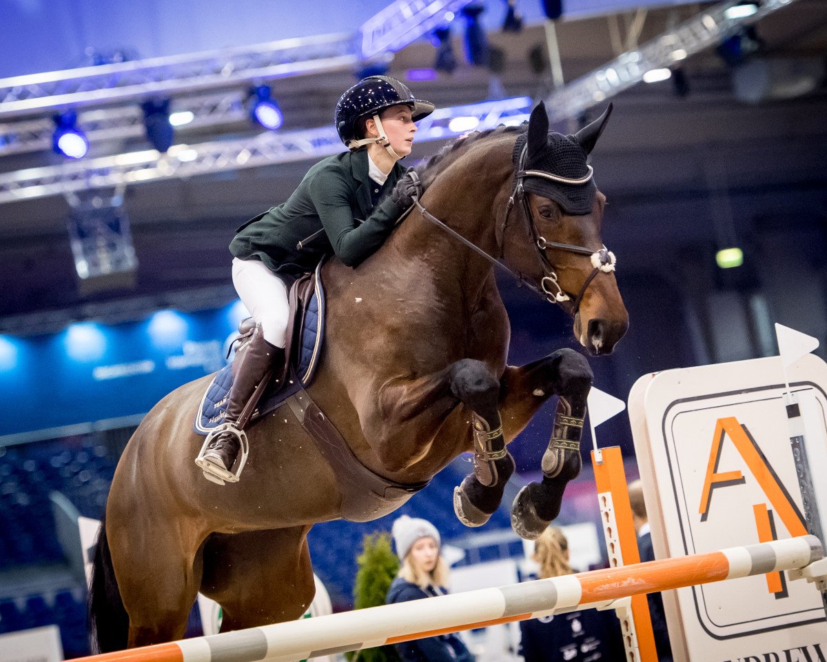 jumper Diarada 18 (Oldenburg show jumper, 2009, from Diarado)