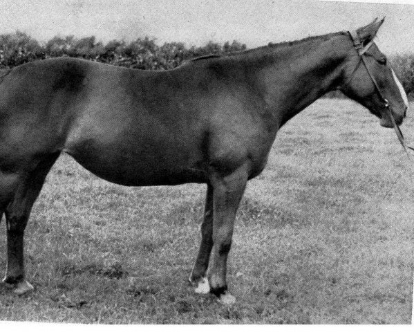 broodmare Alstergefährtin (Hanoverian, 1936, from Alstergold)