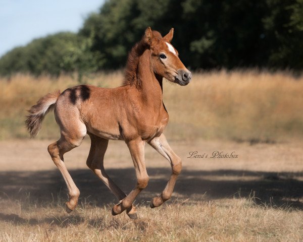 stallion Ikarus d Issel (Camargue horse, 2018, from Ufano des Iscles)