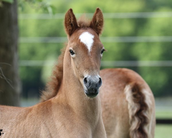 stallion Fabian d Issel (Camargue horse, 2015, from Jauvas)