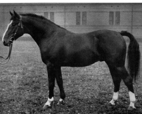 stallion Fedor (Hanoverian, 1936, from Fluegelmann I)