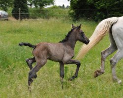 horse Heloise d Issel (Camargue-Pferd, 2017, from Voyou d'Issel)