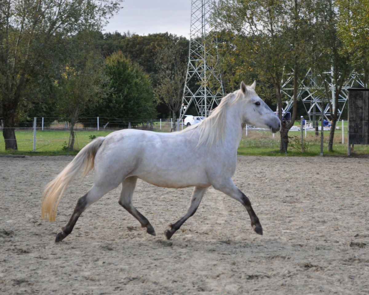 Zuchtstute Florence d Issel (Camargue-Pferd, 2015, von Jauvas)