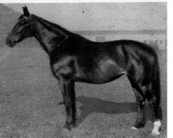 broodmare Abschätzung (Hanoverian, 1930, from Alkoven I)