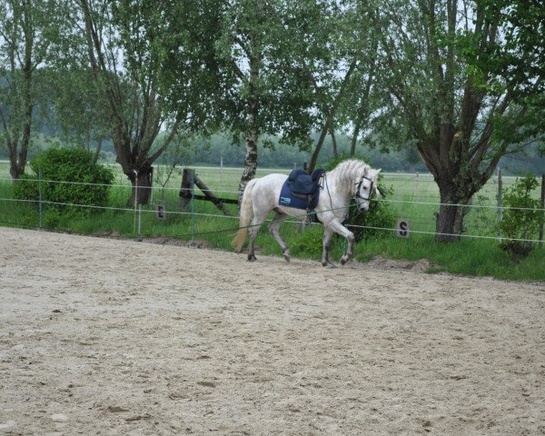 Pferd Earl d Issel (Camargue-Pferd, 2014, von Jauvas)