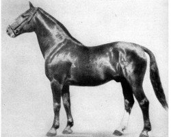 stallion Flug (Mecklenburg, 1928, from Flugsport)