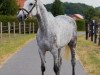 broodmare Necessary 4 (Zangersheide riding horse, 2014, from Nabab de Rêve)