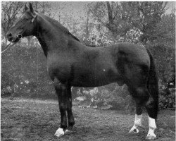 stallion Jasper (Mecklenburg, 1928, from Jasso)