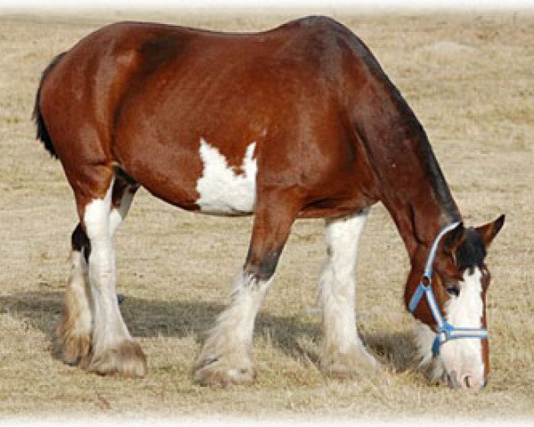 Zuchtstute Boulder Bluff Charla (Clydesdale, 2001, von Donegal Major)