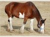 Zuchtstute Boulder Bluff Charla (Clydesdale, 2001, von Donegal Major)