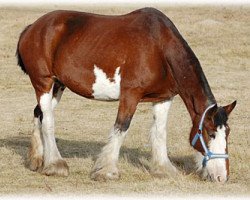 Zuchtstute Boulder Bluff Charla (Clydesdale, 2001, von Donegal Major)