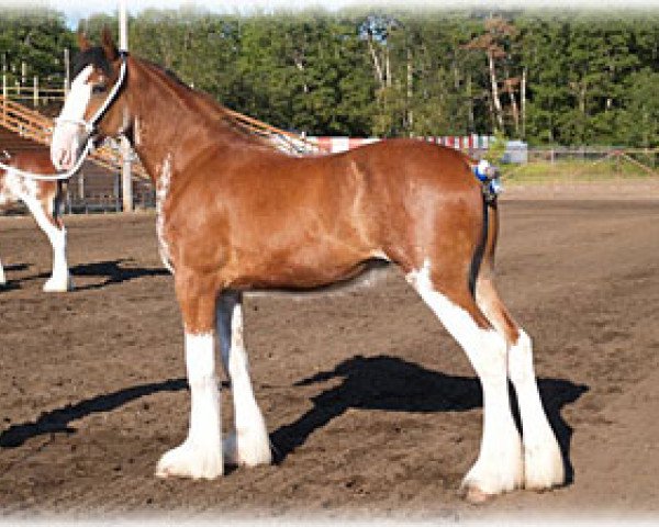 Zuchtstute Boulder Bluff Cloe (Clydesdale, 2005, von Hatfield Elite)