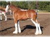 Zuchtstute Boulder Bluff Cloe (Clydesdale, 2005, von Hatfield Elite)