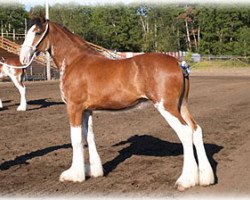 broodmare Boulder Bluff Cloe (Clydesdale, 2005, from Hatfield Elite)