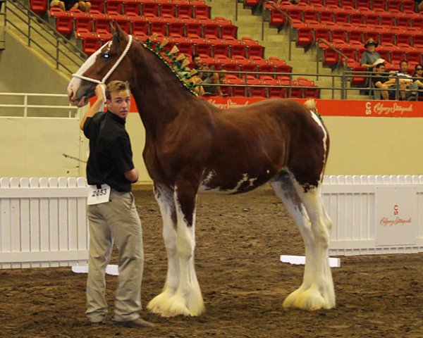 Deckhengst Boulder Bluff Callinall Ladies (Clydesdale, 2016, von Calico Great Galaxy)