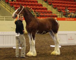 Deckhengst Boulder Bluff Callinall Ladies (Clydesdale, 2016, von Calico Great Galaxy)