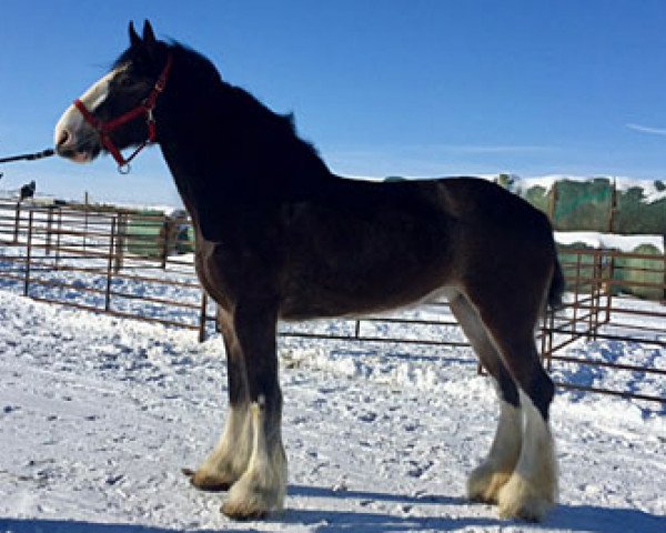 Zuchtstute Boulder Bluff Caitlyn (Clydesdale, 2015, von Hatfield Front Runner)