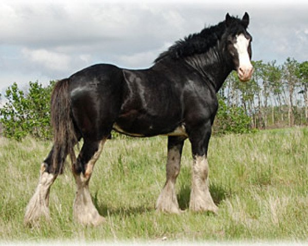 stallion Renaissance Prince Avery (Clydesdale, 2003, from Armageddon's Lord Caleb)