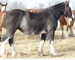 broodmare Boulder Bluff Brook (Clydesdale, 2007, from Renaissance Prince Avery)