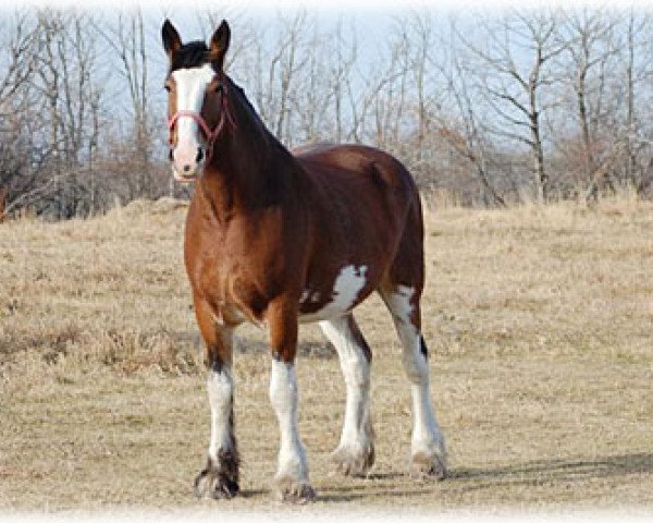 Zuchtstute Boulder Bluff Breeze (Clydesdale, 2003, von Glencairn Castle Commander)