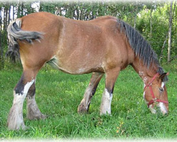 broodmare Boulder Bluff Brown Sugar (Clydesdale, 2002, from Boulder Bluff Duff)