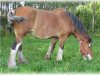 broodmare Boulder Bluff Brown Sugar (Clydesdale, 2002, from Boulder Bluff Duff)