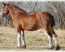 Zuchtstute Boulder Bluff Brandi (Clydesdale, 2007, von Windy Ridge Prince Charles)