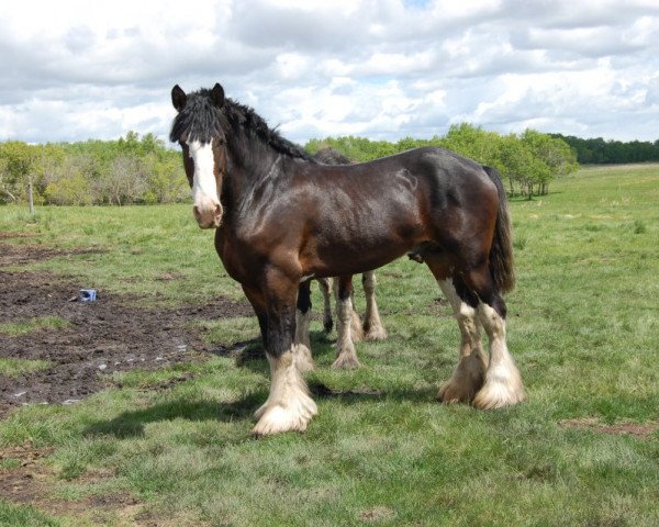 stallion Doura Dominator (Clydesdale, 2003, from Singlie Storm)