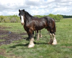 stallion Doura Dominator (Clydesdale, 2003, from Singlie Storm)