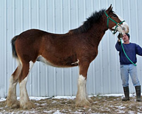 horse Boulder Bluff Baxter (Clydesdale, 2014, from Doura Dominator)