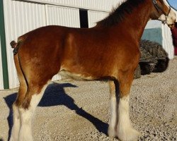 Zuchtstute Boulder Bluff Bambi's Delight (Clydesdale, 2012, von Maple Stone Dufferin)